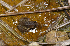 Limnonectes fujianensis