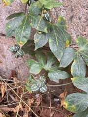 Diplocyclos palmatus