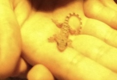 Hemidactylus turcicus