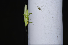 Pseudorhynchus crassiceps