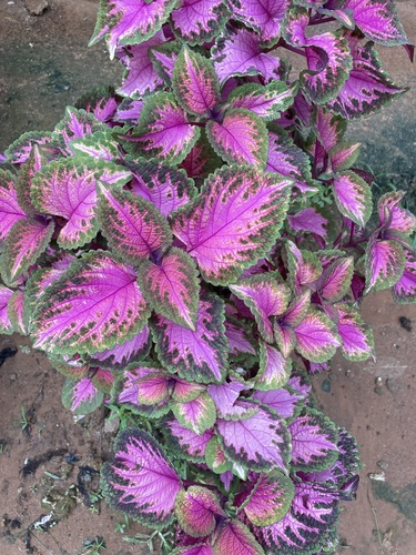 Coleus scutellarioides image