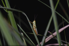 Hieroglyphus annulicornis
