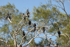 Phalacrocorax sulcirostris