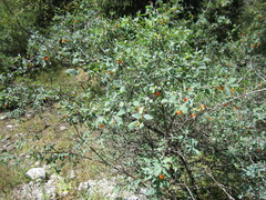 Lonicera microphylla