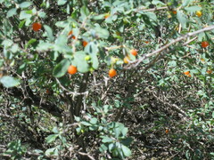 Lonicera microphylla