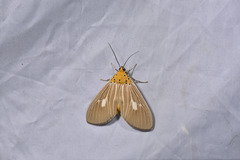 Asota plaginota