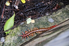 Scolopendra multidens