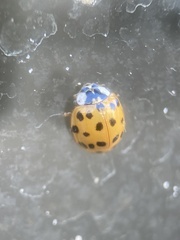 Harmonia axyridis