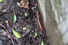 Scolopendra multidens