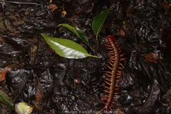 Scolopendra multidens