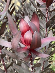 Alatosperma