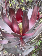 Alatosperma