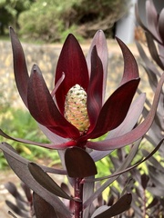 Alatosperma