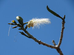 Pseudobombax longiflorum