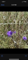 Dichelostemma congestum