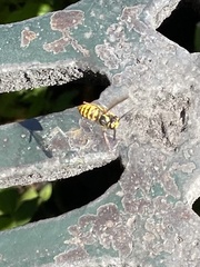 Vespula