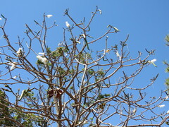 Pseudobombax longiflorum