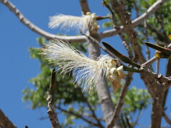 Pseudobombax longiflorum