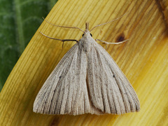 Macrochilo cribrumalis