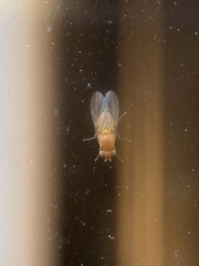 Diptera