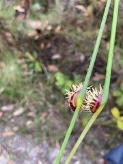 Chorizandra cymbaria