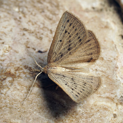 Macrochilo cribrumalis