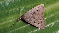 Macrochilo cribrumalis