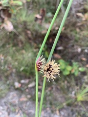 Chorizandra cymbaria