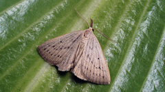 Macrochilo cribrumalis