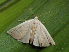 Macrochilo cribrumalis