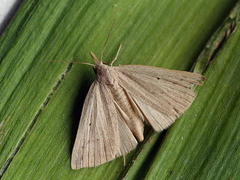 Macrochilo cribrumalis