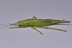 Pseudorhynchus crassiceps