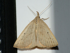 Macrochilo cribrumalis
