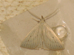 Macrochilo cribrumalis