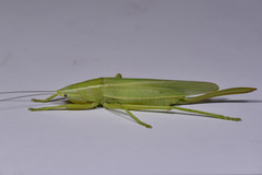 Pseudorhynchus crassiceps