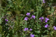 Satureja subspicata