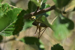 Pachytrachis striolatus
