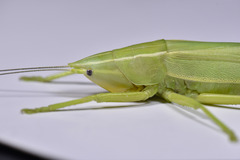 Pseudorhynchus crassiceps