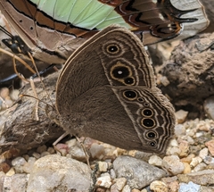 Mycalesis perseoides