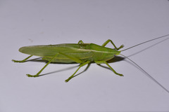 Pseudorhynchus crassiceps