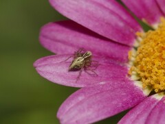 Oxyopes