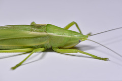 Pseudorhynchus crassiceps