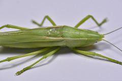 Pseudorhynchus crassiceps