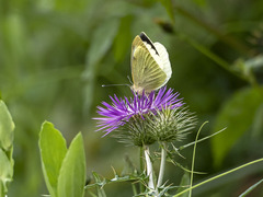 Pieris cheiranthi benchoavensis