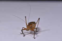 Hexacentrus fuscipes