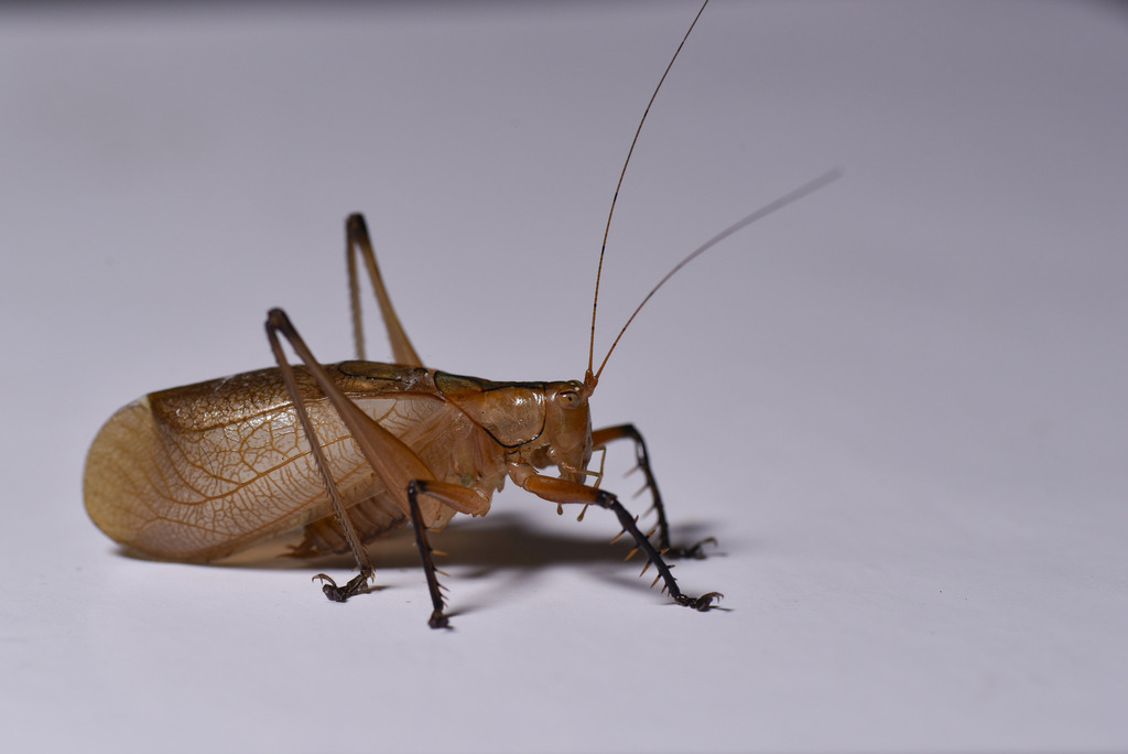Hexacentrus fuscipes