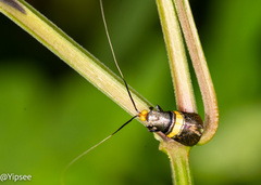 Nemophora decisella