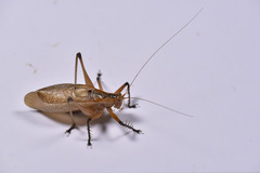 Hexacentrus fuscipes