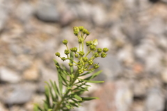 Haplophyllum patavinum