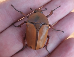 Eudicella tetraspilota